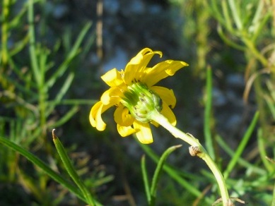 Senecio inaequidens